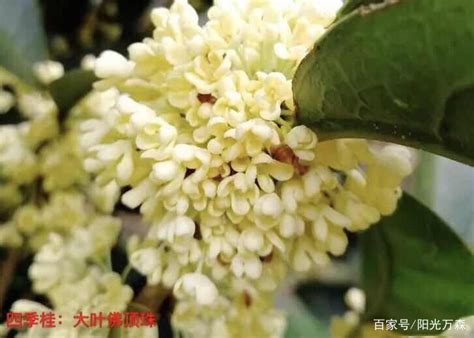 桂花種類|桂花——四大类主要二十五个名贵品种详介